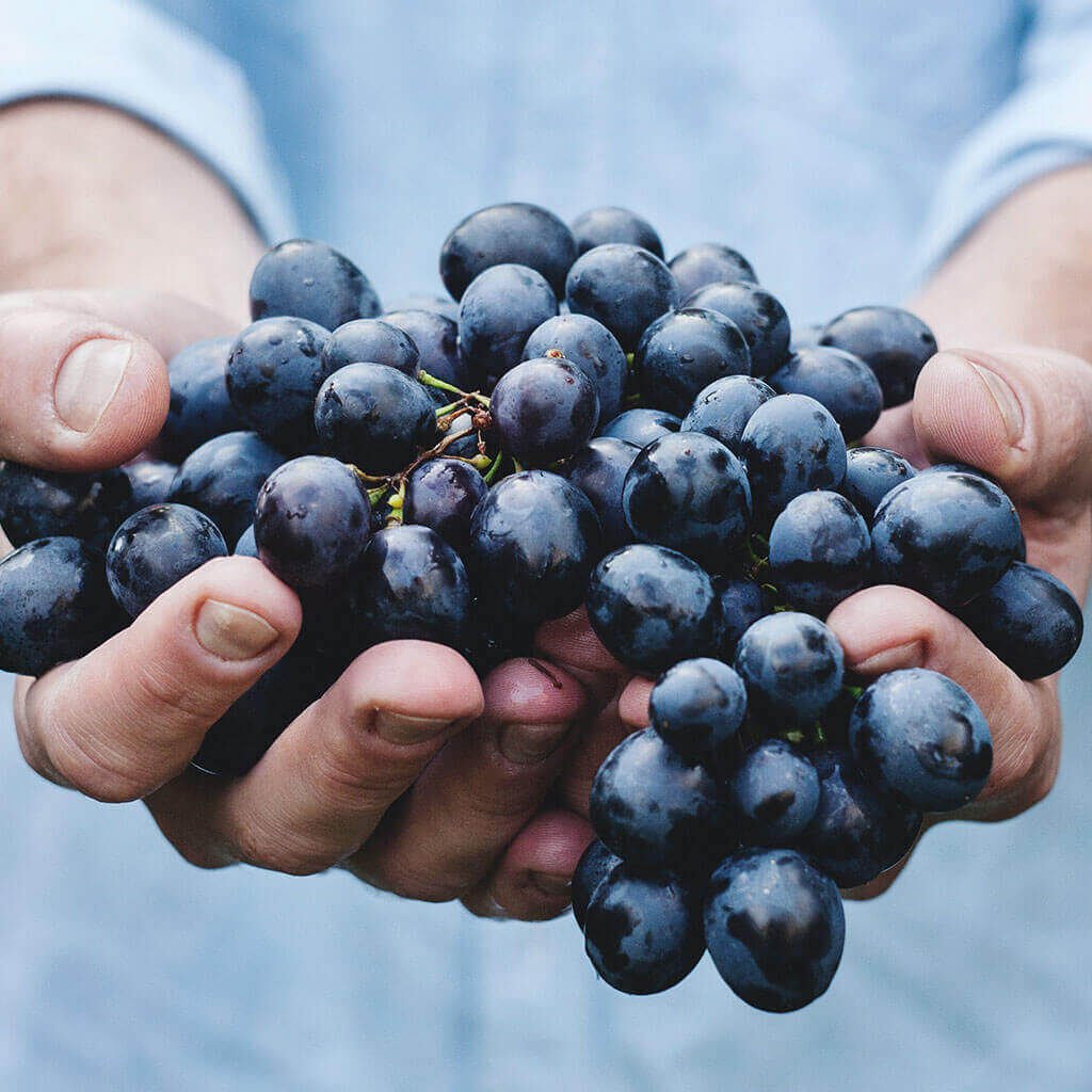Cultivo de uva para vino